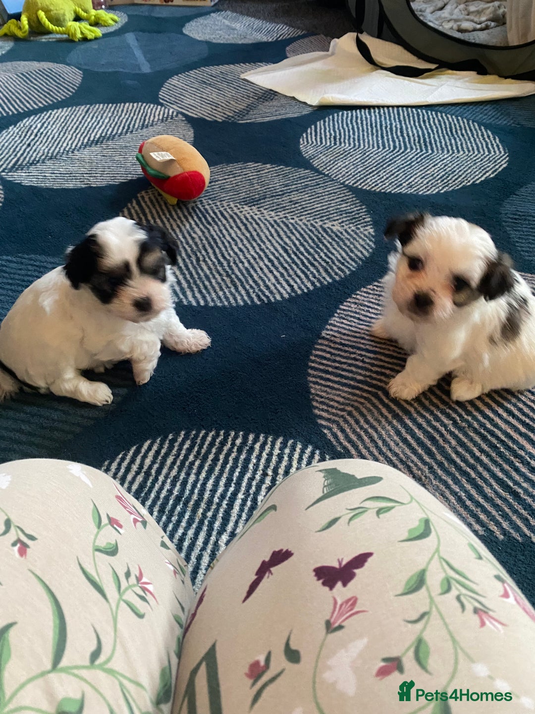 Malshi dogs for sale: Malshi puppies - Advert 2