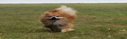 Pomeranian dogs for adoption: Mushu - Advert 2