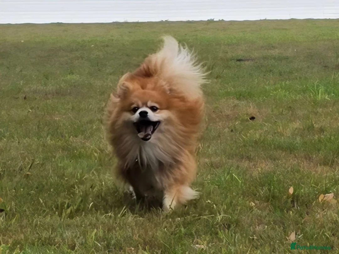 Pomeranian dogs for adoption: Mushu - Advert 2