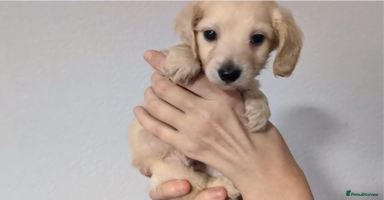 Miniature Dachshund dogs - Advert 5