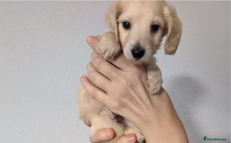 Miniature Dachshund dogs - Advert 16