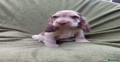 Cocker Spaniel dogs - Advert 8