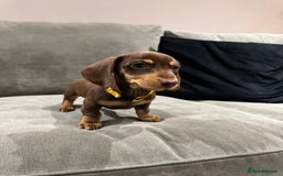 Miniature Dachshund dogs for sale: Chocolate & Tan Miniature Dachshund Puppies - Advert 8