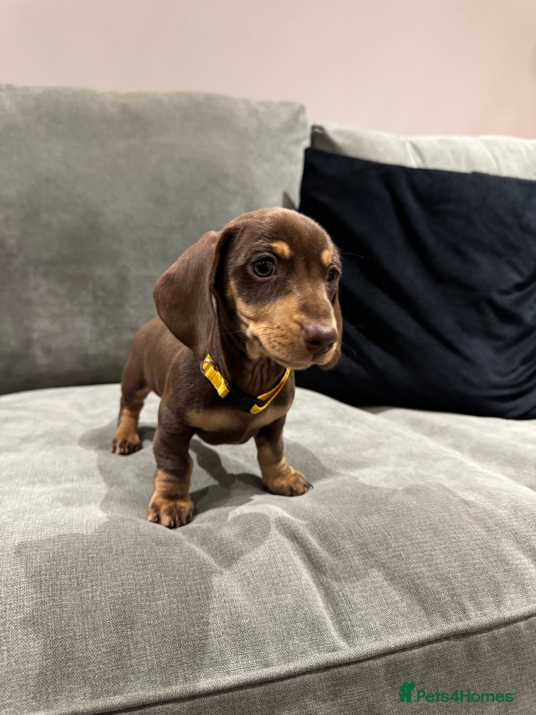 Miniature Dachshund dogs for sale: Chocolate & Tan Miniature Dachshund Puppies - Advert 8
