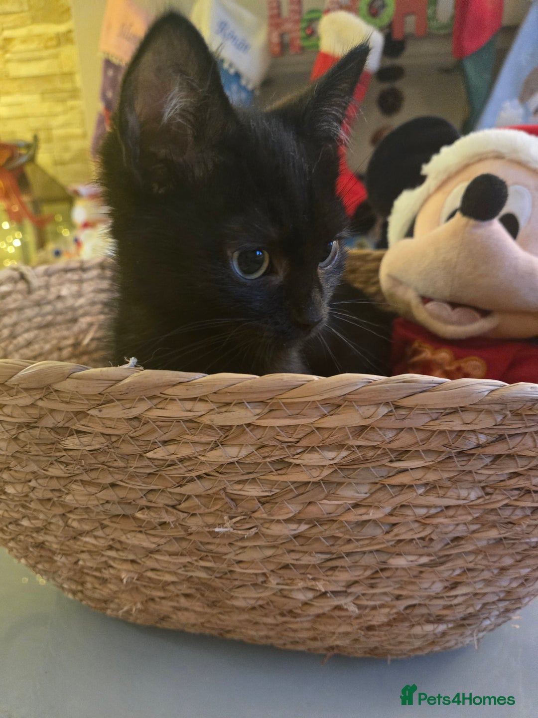 Ragdoll cats for sale: Radoll mix British short haired kittens - Advert 22