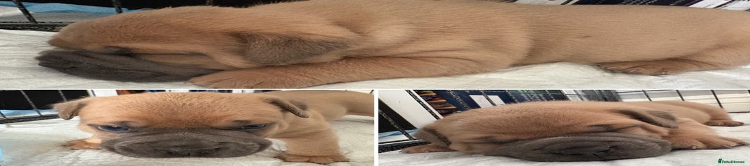 Olde English Bulldogge Puppy 4