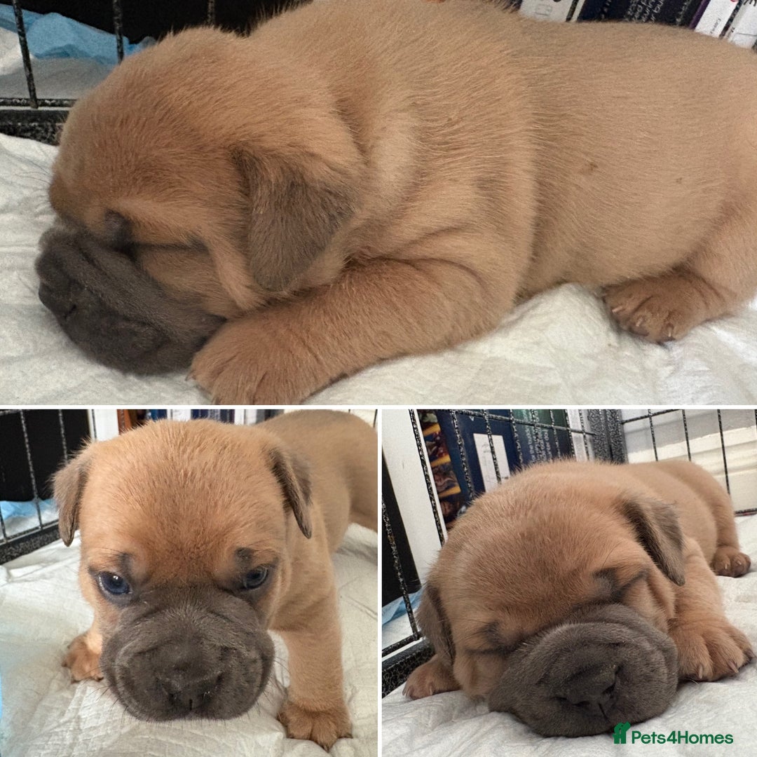 Olde English Bulldogge dogs for sale: Olde English Bulldogges pups - Image 4