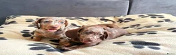 Dachshund dogs for sale: Dachshund  in Nelson - Advert 3