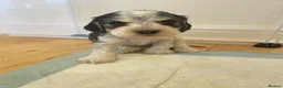 Cocker Spaniel dogs for sale: Beautiful cocker spaniels  - Advert 8