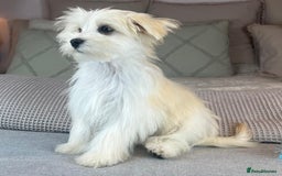 Maltese dogs for sale: Perfect, sweet, petite and handsome young man  - Image 15
