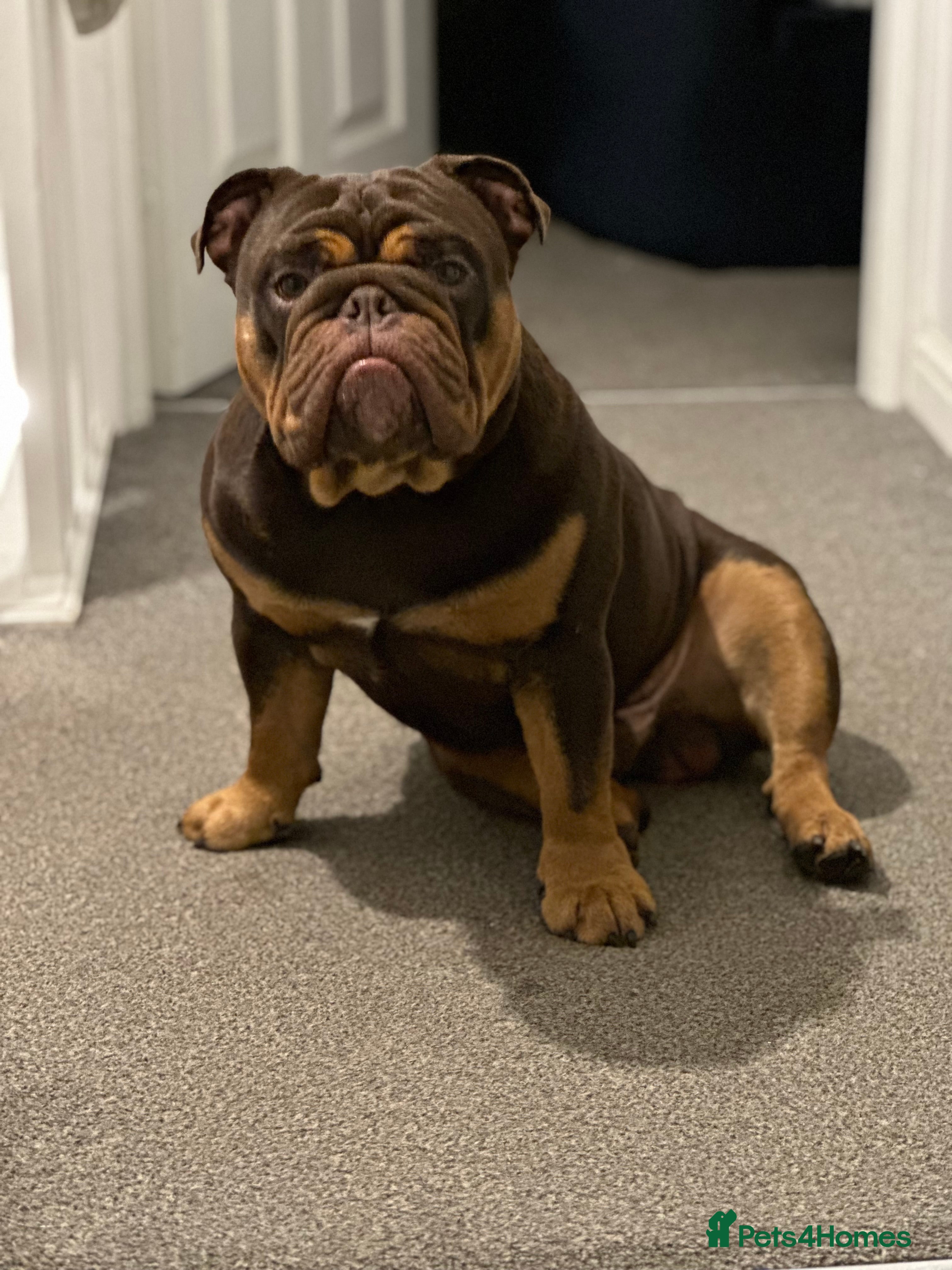 English Bulldog dogs Duncan, English Bulldog, 3 years old. in Skelmersdale - Advert 1