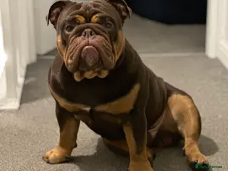 English Bulldog dogs Duncan, English Bulldog, 3 years old. in Skelmersdale - Advert 1