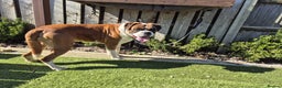 Boxer dogs for stud: FOR SALE Kc Reg and Heart Scored FOR SALE in Herne Bay - Advert 3