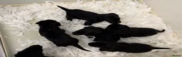 Labrador Retriever dogs for sale: Black Labrador pups stunning top trialing lines  - Advert 6