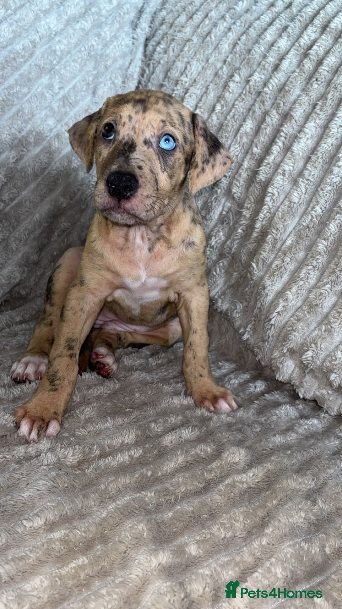 Mixed Breed dogs Family raised mixed breeds  - Advert 16