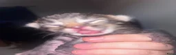 Mixed Breed cats for sale:  mixed kittens, Maine coon ancestry and ragdoll 🐾 - Advert 11