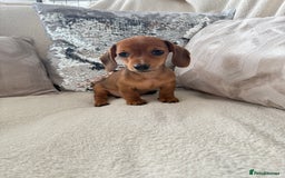 Miniature Dachshund dogs for sale: Miniature red dachshunds - Image 1