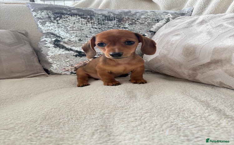 Miniature Dachshund dogs - Advert 11