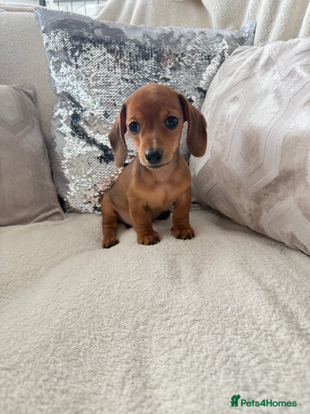 Miniature Dachshund dogs for sale: Miniature red dachshunds - Image 1