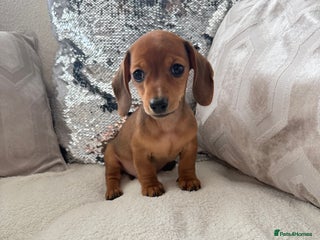 Miniature Dachshund dogs - Advert 19