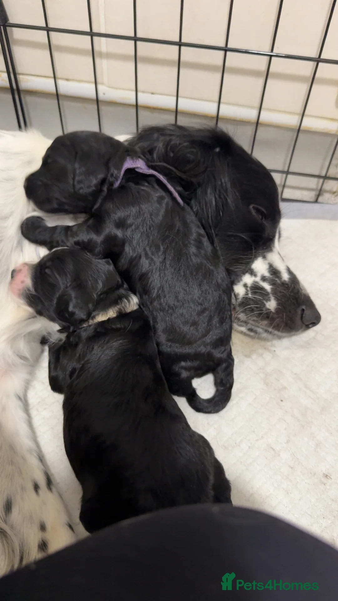 Sproodle dogs for sale: •LAST 3 GIRLS AVAILABLE• READY TO LEAVE• - Advert 13