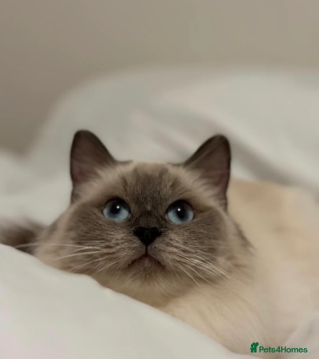 Ragdoll cats for sale: Affectionate ragdoll looking for a new home in Blyth - Advert 2