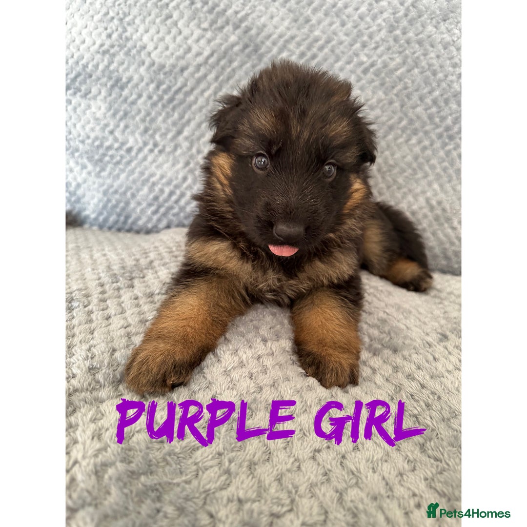 German Shepherd dogs for sale: K/C Registered German Shepherd Puppies  - Image 4