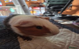 Guinea Pig rodents for sale: Male and female guinea pigs  - Image 3