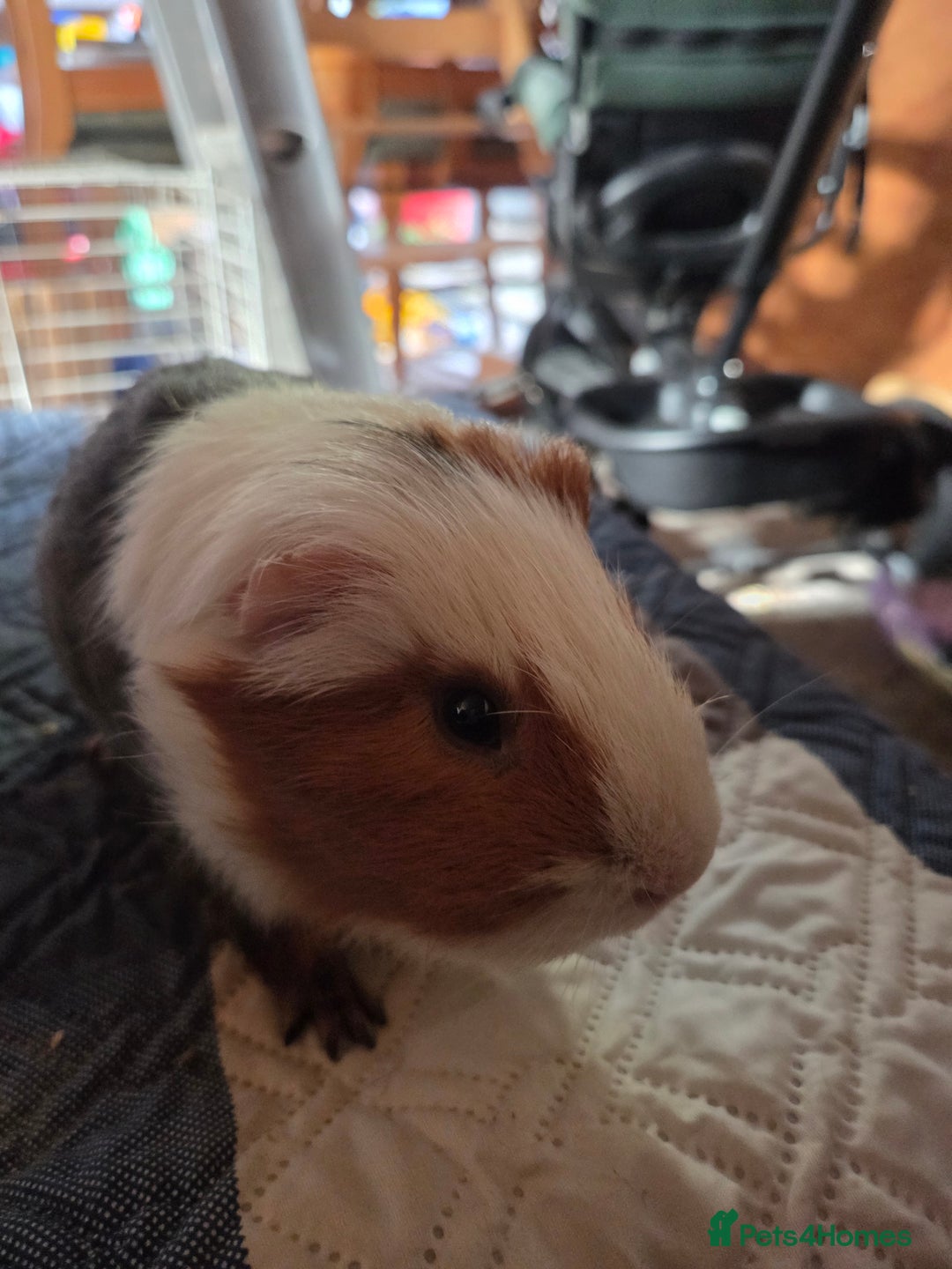 Guinea Pig rodents for sale: Male and female guinea pigs  - Image 3