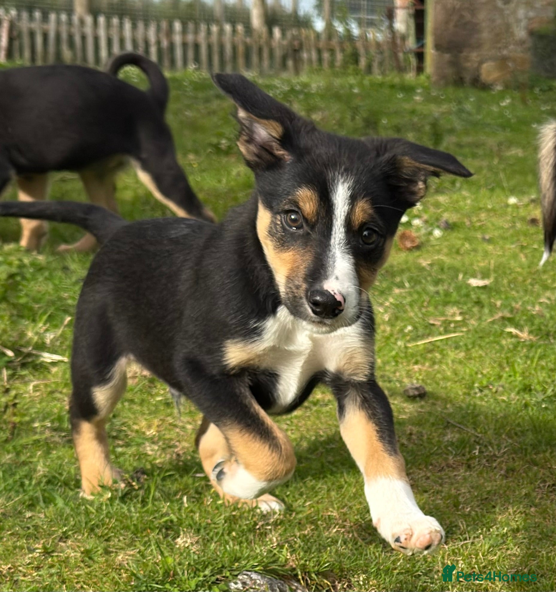 Mixed Breed dogs Collie x puppies - Advert 18