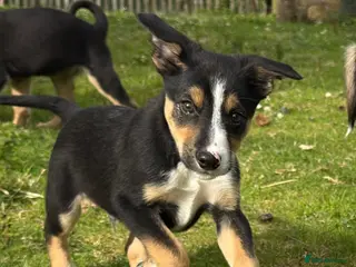 Mixed Breed dogs Collie x puppies - Advert 18