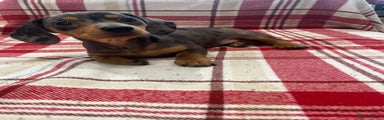 Miniature Dachshund Puppy 2