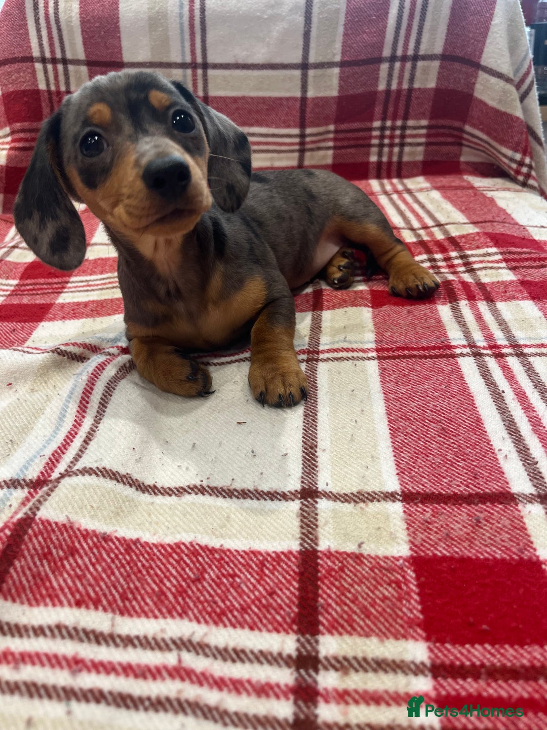 Miniature Dachshund dogs for sale: Miniature Dachshund puppies for sale - Advert 21
