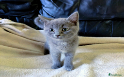 Ragdoll cats for sale: British Ragdoll kittens - Image 15