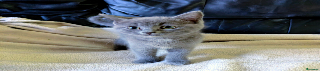 Ragdoll Kitten 4