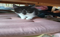 British Shorthair cats for sale: Kittens ready for new homes - Image 3