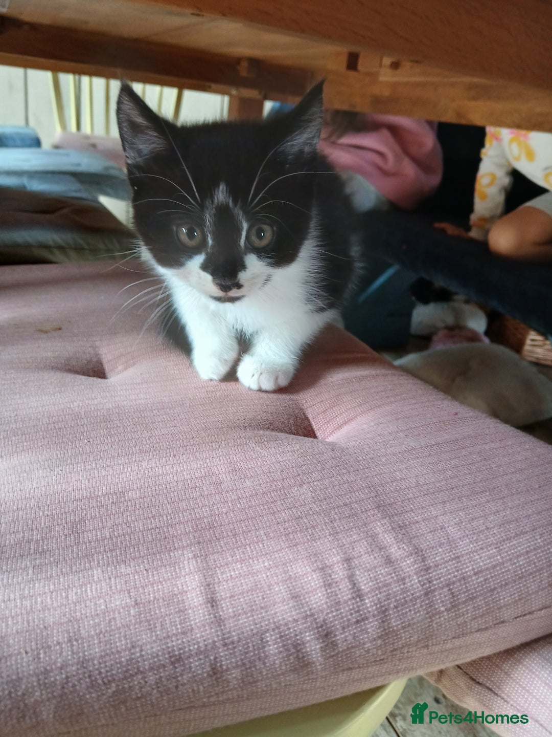 British Shorthair cats for sale: Kittens ready for new homes - Image 3