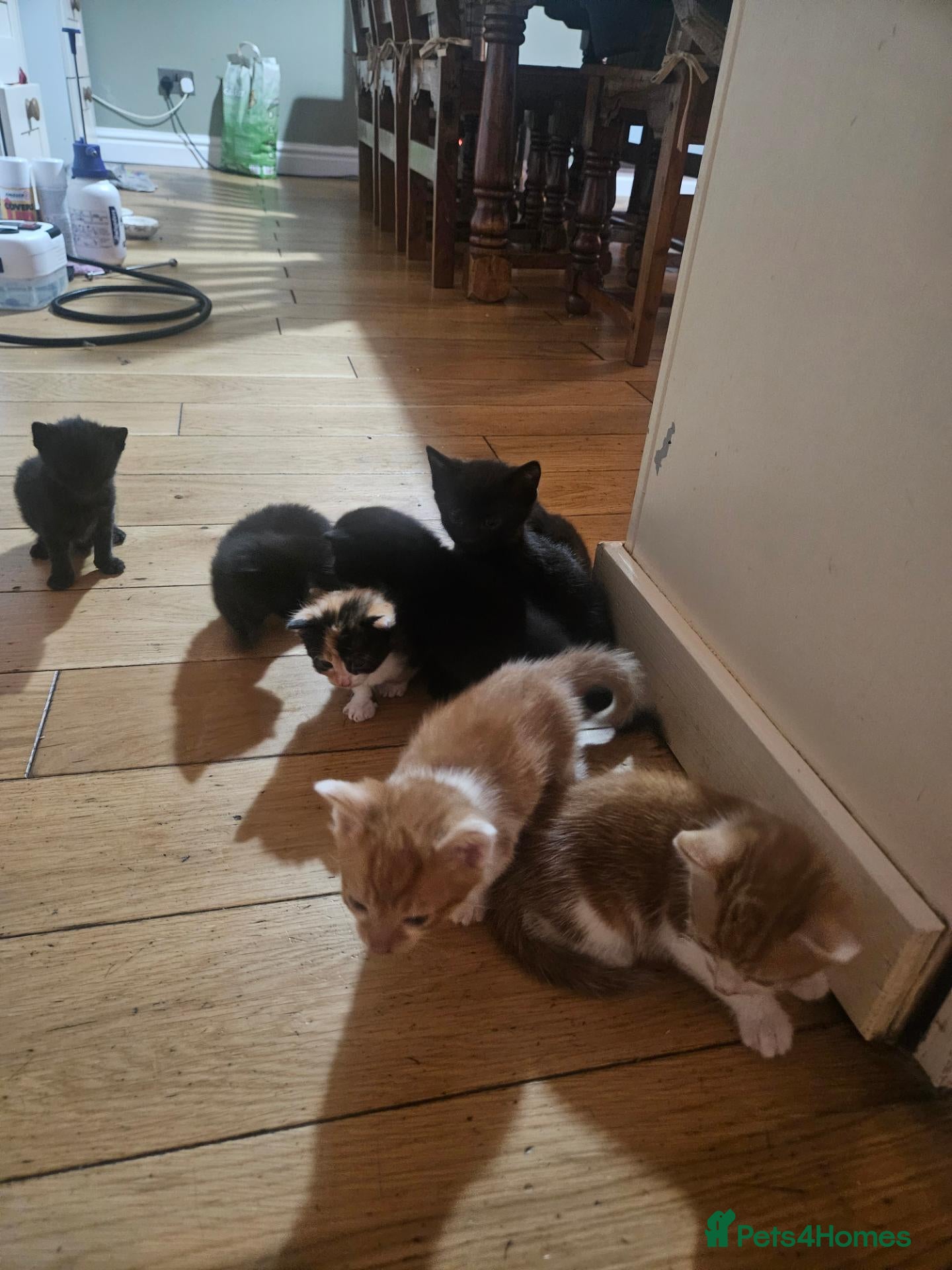 Mixed Breed cats Adorable kittens looking for forever homes 🏡  - Advert 1
