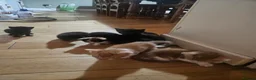 Mixed Breed cats for sale: Adorable kittens looking for forever homes 🏡  - Advert 1