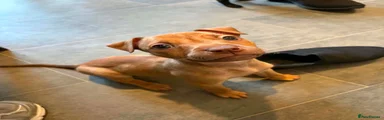 Staffordshire Bull Terrier 3