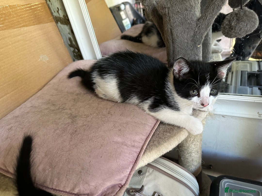 Mixed Breed cats for sale: Three kittens  - Image 11
