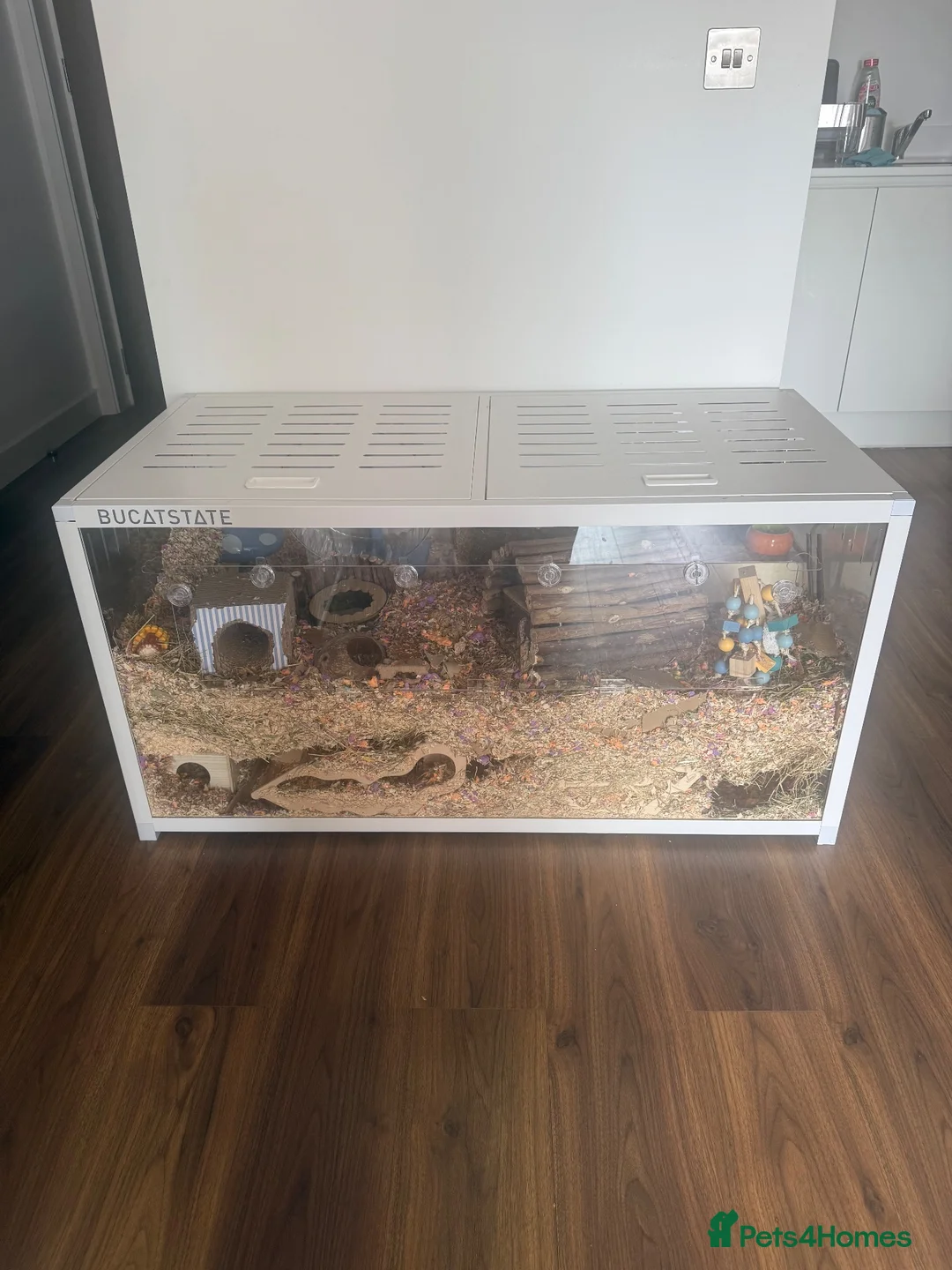 Gerbil rodents for sale: Two male gerbils looking for a new home  - Advert 2