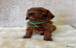 Goldendoodle dogs for sale: Outstanding Quality health tested Goldendoodles  - Image 14