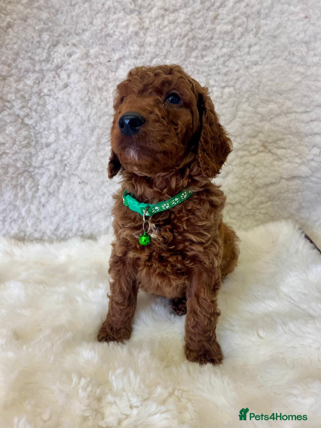 Goldendoodle dogs for sale: Outstanding Quality health tested Goldendoodles  - Image 14