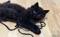Persian cats for sale: Persian chinchilla mix kittens  in Andover - Image 1