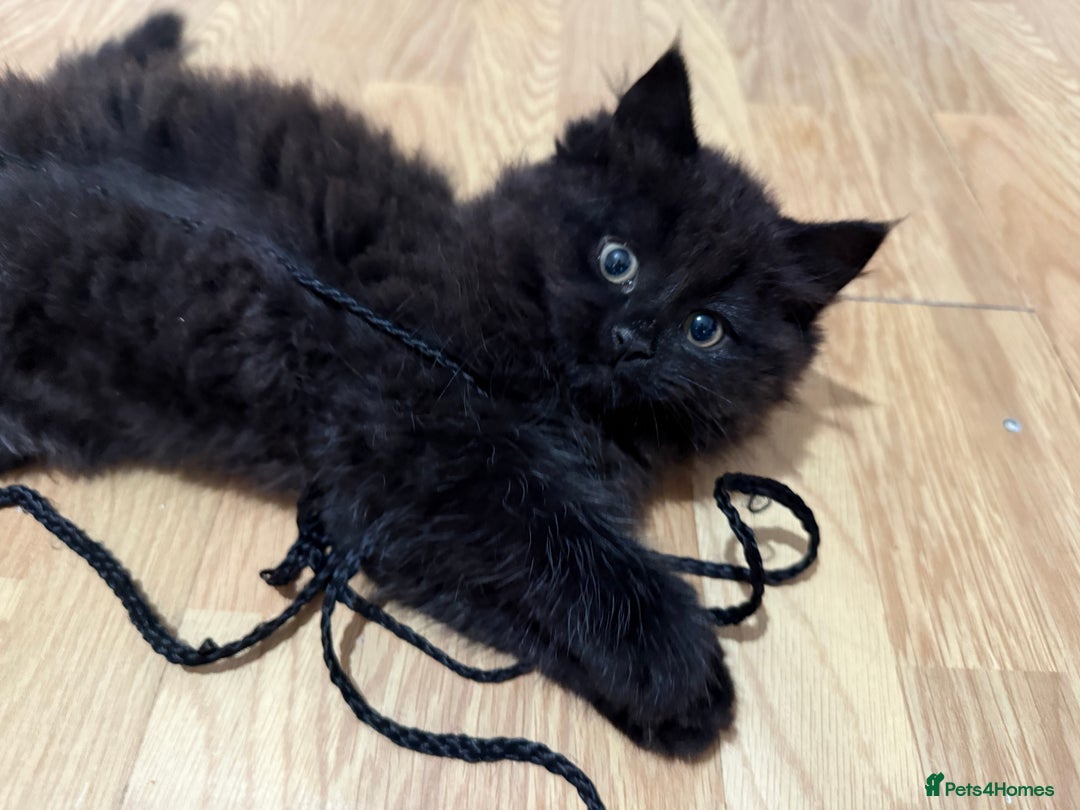 Persian cats for sale: Persian chinchilla mix kittens  in Andover - Image 1