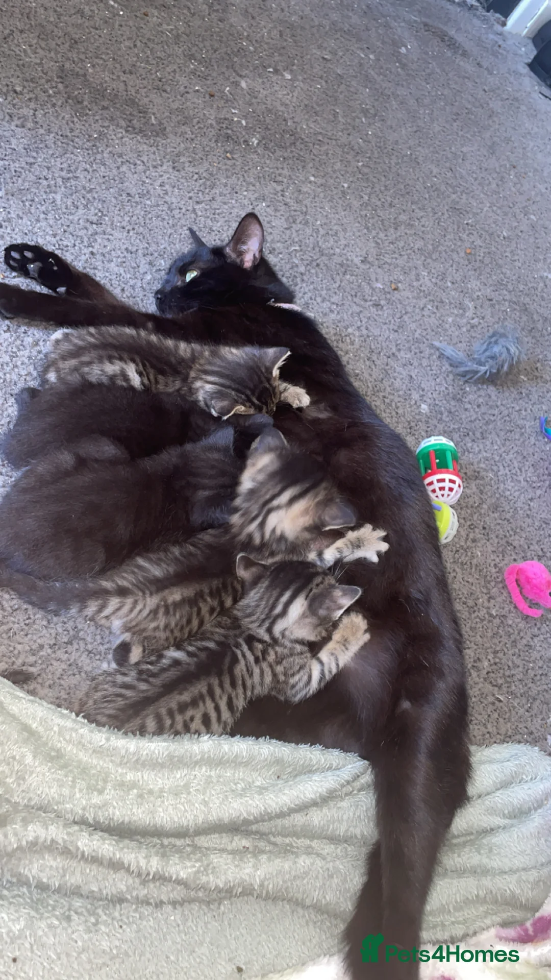 Domestic Shorthair cats for sale: ✨TWO BLACK KITTENS✨ - Advert 2