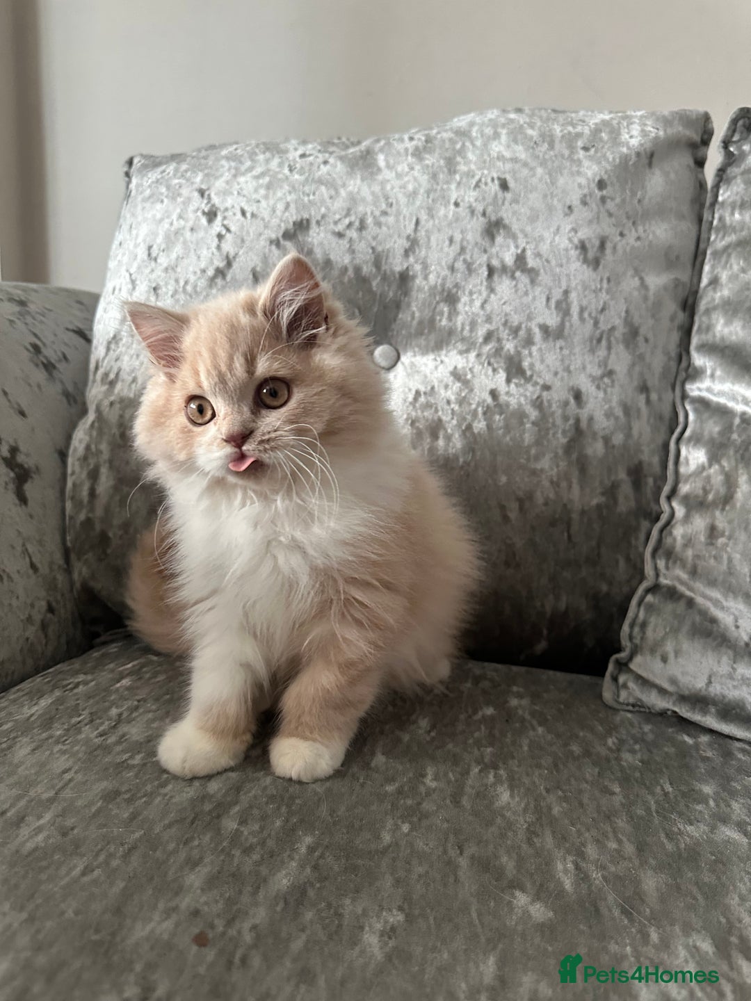 British Shorthair cats for sale:  🦁 Stunning BLH Lion Look alike READY NOW - Advert 4