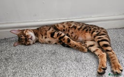 Bengal cats for sale: Mother and daughter bengal for rehoming  - Image 4