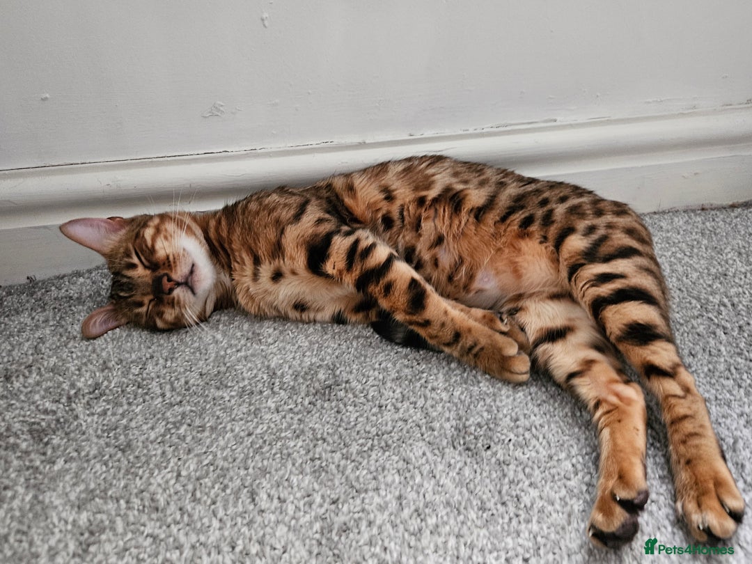 Bengal cats for sale: Mother and daughter bengal for rehoming  - Image 4